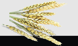 首页- Z6官网中国区人生就是博